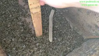 Выставка пчел из зимовника!