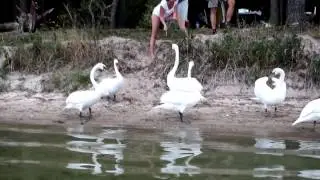 Лебеди на озере Нарочь