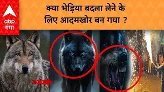 Bahraich Wolf Attack: क्या भेड़िया बदला लेने के लिए आदमखोर बन गया ? ABP GANGA