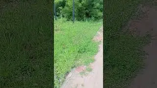 Ам жалау ❤️ емшекті қысты
