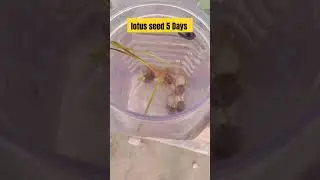 13 August 2023 | lotus seed germination 5 Days