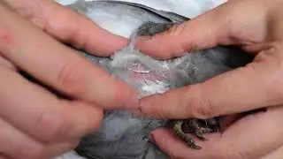 Как поставить голубю подкожный укол ✿ Give a subcutaneous injection to a pigeon