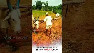 ರೈತರ ಕಾಳಜಿ ಬಸವಣ್ಣ'ನ ಮುಗ್ದತೆ | former | village | agriculture