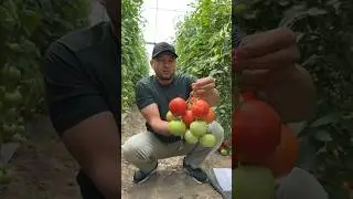 Turkiya davlatidan Borza F1 Pomidorlari haqida Toʻliq video UMID uz kanalida