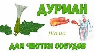 Дурман трава - применение, описание, приготовление, цена