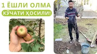 ШУ ЙИЛ БАҲОРДА ЭКИЛГАН КЎЧАТЛАРНИ КУЗДАГИ МЕВАСИ!