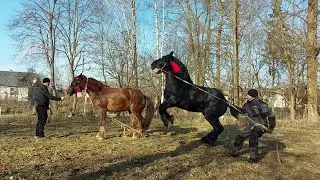 🎄З прийдешнім Новим Роком Вас🎆🎄 дорогі глядачі❤️🍾🥂🎇