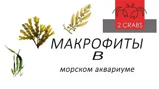 макрофиты в морском аквариуме.