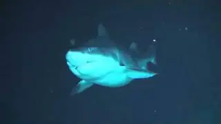 Shark vs. Sub