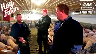 A MODERN AMERICAN PIG FARM - What's a contract grower? 