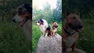 бультерьер Дан и аусси Рунни 🐾🐾#бультерьер #минибуль #аусси