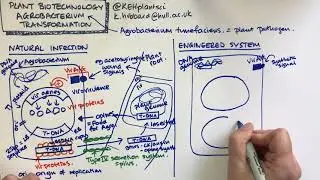 Plant biotechnology - Agrobacterium transformation