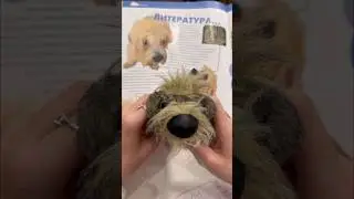 А вы собирали собачек в детстве?