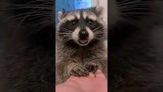 это чавканье можно слушать вечно енот витя 😄 