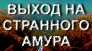 ВЫХОД НА АМУРА. ПОДВОДНАЯ ОХОТА В ДЕКАБРЕ.