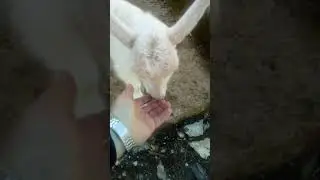 Mali slatkiš- ne na pjatu