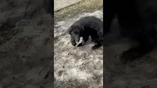 Малышка Таша «осваивает» Территорию собак😜