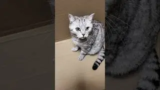 Где мой поросёночек?
