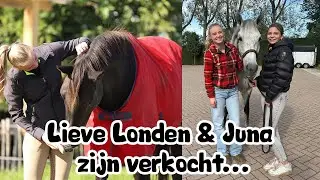Lieve Londen & Juna zijn verkocht..❤️😭 #joanneneidhoferhorses