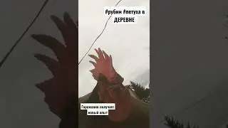 #рубим