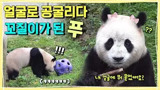[ep.280] 얼굴로 공 굴리다 그만.. 얼룩이 잔뜩 묻어버린 꼬질이 푸바오💜ㅣ이젠 하루세끼 간식까지!! 다 챙겨먹는 기특한 푸바오💕(feat. 규칙적인 푸꼽시계)