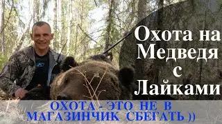 Охота на медведя с лайками. Несколько дней в поиске косолапого.