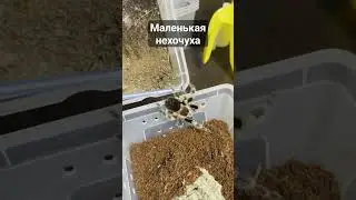Brachypelma smithi не хочет переезжать #животные #природа #паук #spider #tarantula #shorts