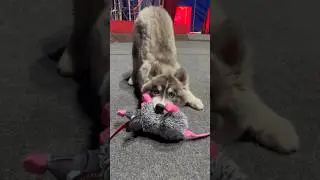 СОБАКА СЪЕЛА КРЫСУ