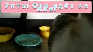 Посмотрите пж мою котю ,_,
