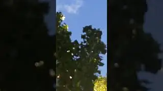 бакинские и туркменские голуби. красные белые