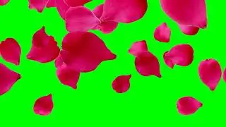 Romantic Rose GreenScreen Videos 