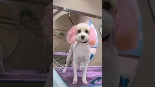 A whole different dog 😳