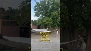 Королевская ягода: как собирают шелковицу ☺️