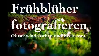 Frühblüher (Buschwindröschen und Krokusse)
