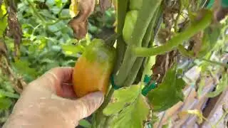 Melons!