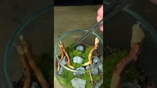 Turning a Drinking Glass Into a Mini Ecosystem!