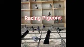 Racing pigeons loft design | Racing pigeons | loft design |