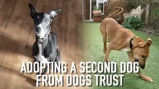 Adopting A Second Dog From Dogs Trust (Adding DUGGY To MORTY)