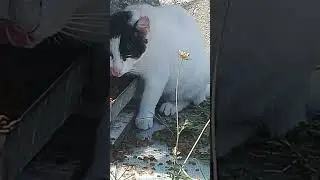 #iyilikdokunușu
