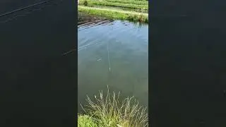 Зловила монстра, ледве витягла і…. 