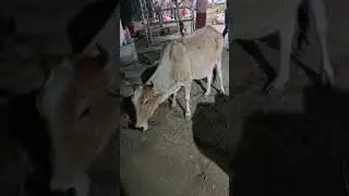 बीमारे गौ वंश को बिलीमोरा मैं कि गई चिकित्सा।।
