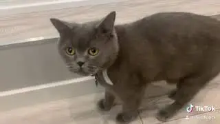 Funny cat
