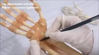 Articulatio radiocarpalis anatomisi
