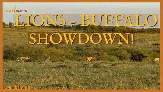 Lions vs Buffalos: Witness the Epic Showdown! // Black Rock Pride - Part 1