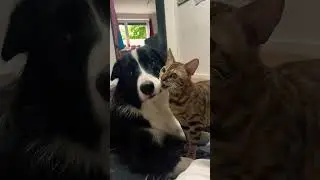Bengal Cat & Dog Best Friends