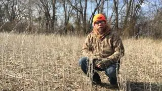 Checking late season food plots