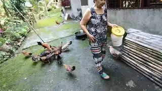 Mga free-range chickens ni Mama hehe, ang gugulo kapag alas-kwatro na 