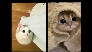 Милые Котики❤️😸🥰 | Подборка 2024 | #1