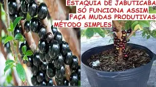 ESTAQUIA de JABUTICABA só funciona assim! faça mudas PRODUTIVAS método Simples e Fácil!