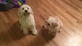 Maine Dog's Best Friend - Great Dog Trick - #WickedFunny: